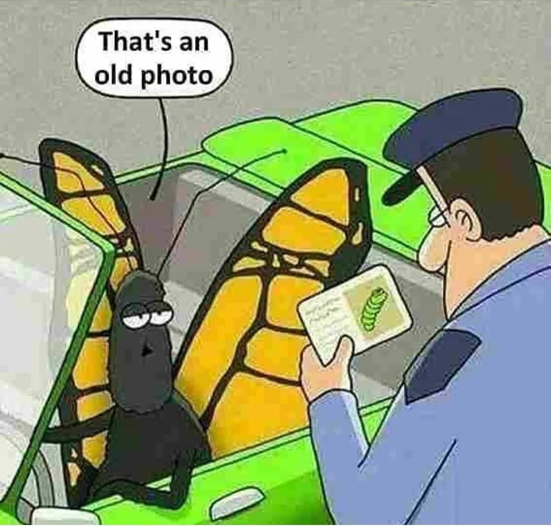 caterpillar meme
