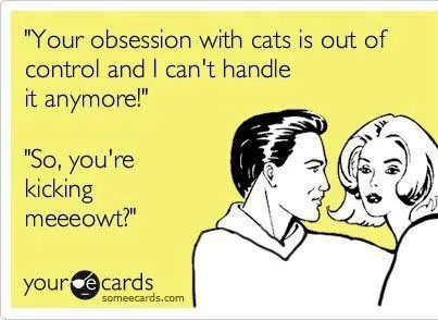 cat meme