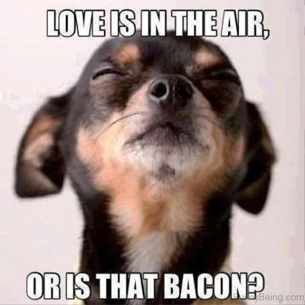 bacon meme