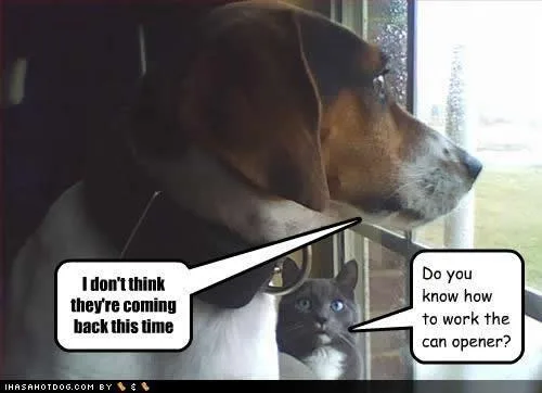 cat meme