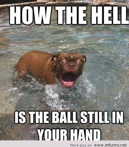 dog meme