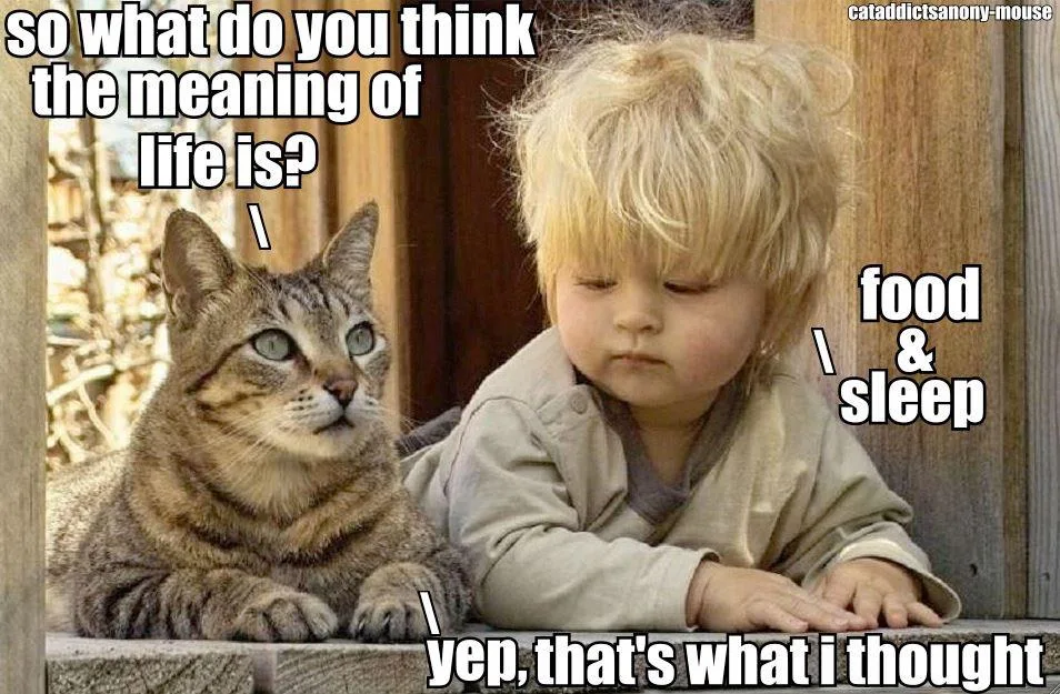meaning of life meme