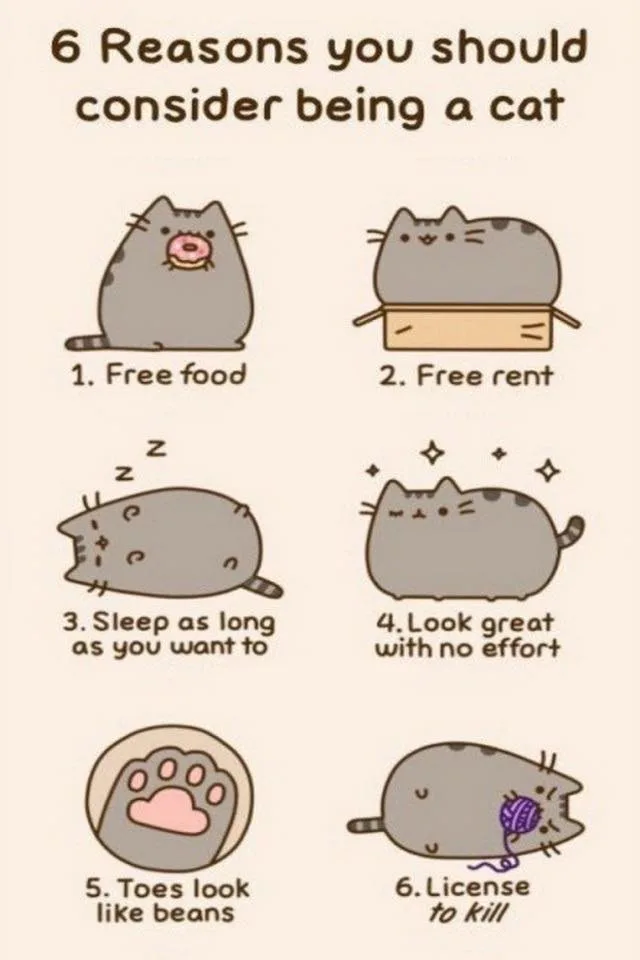 cat meme