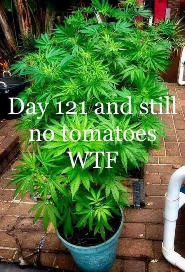 marijuana meme