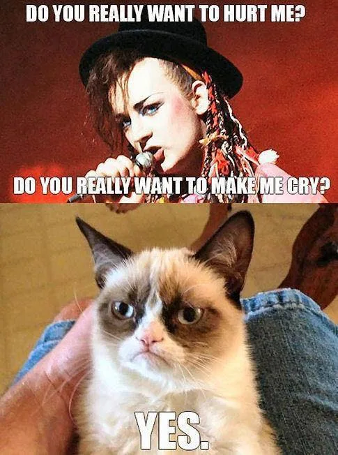cat meme