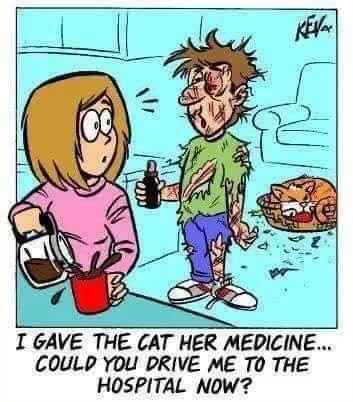 cat meme