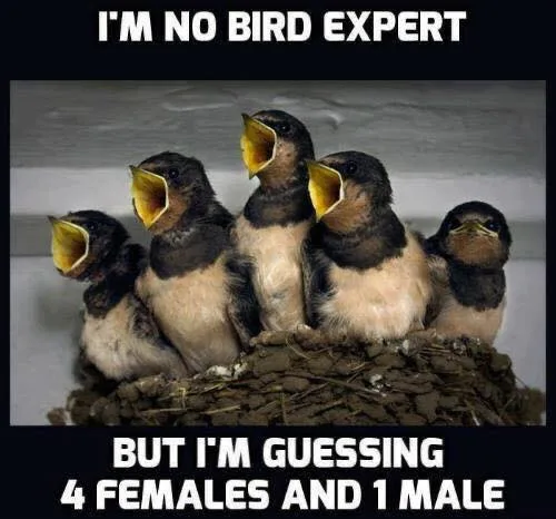 misogyny meme