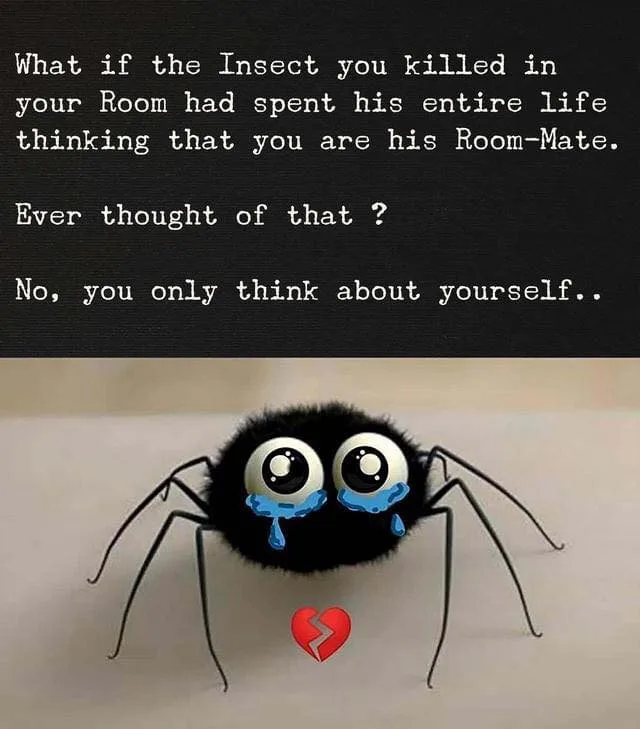 spider meme