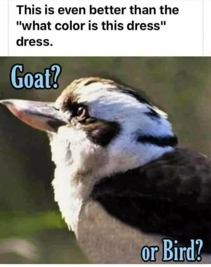 optical illusion meme