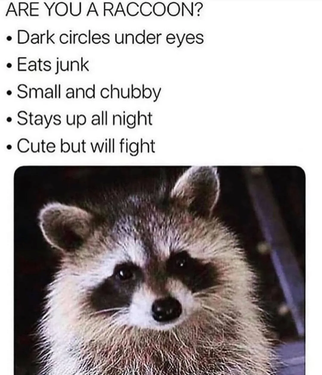 night owl meme