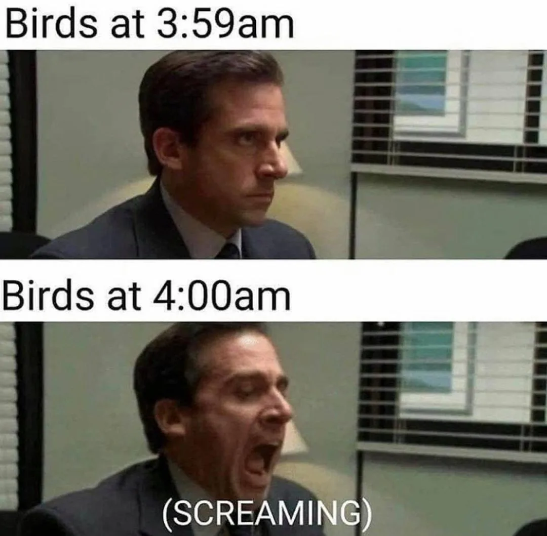 dawn meme