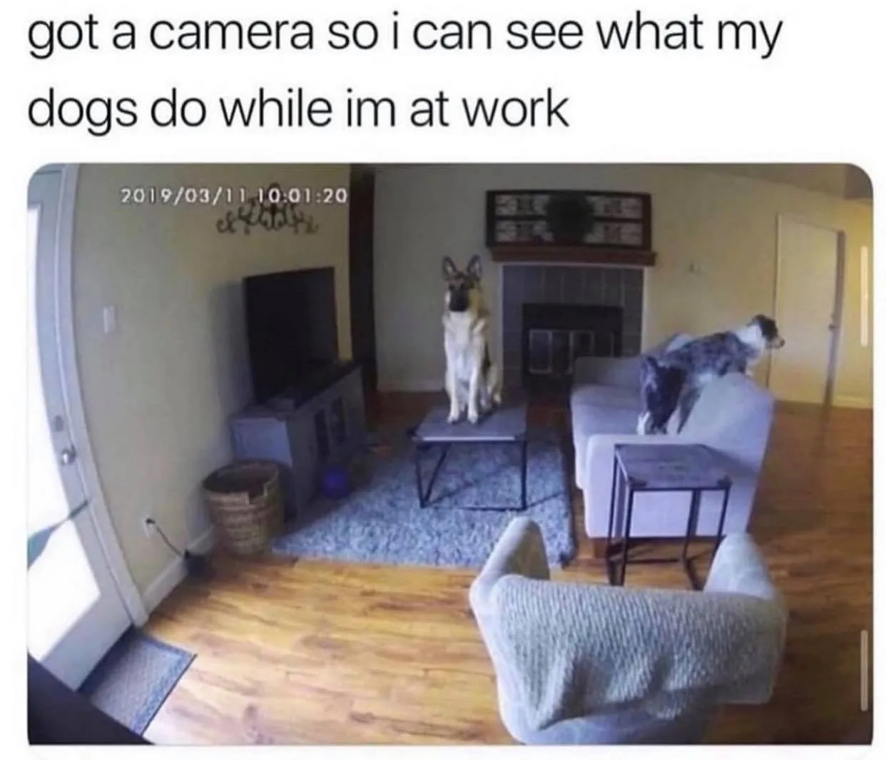 dog meme