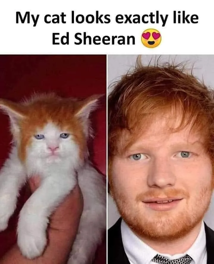 Ed Sheeran meme