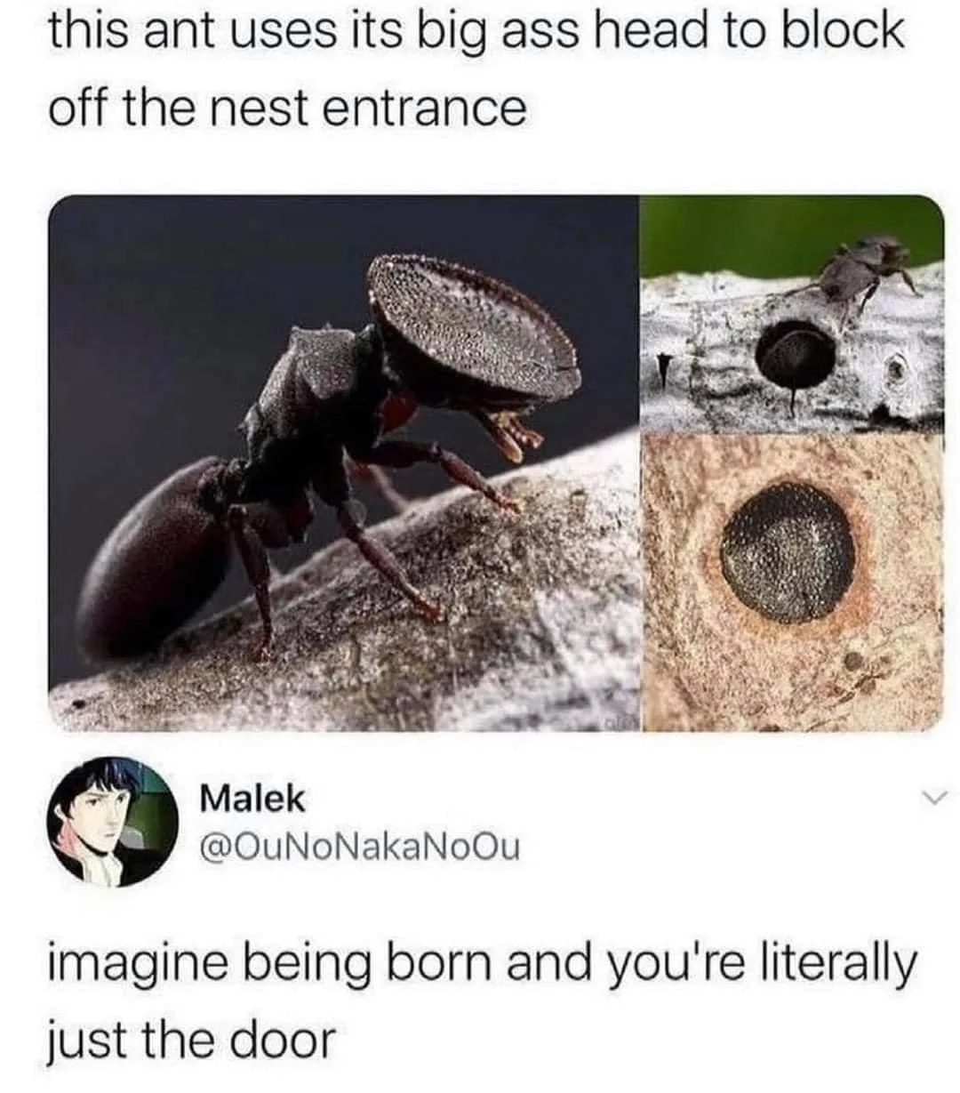 door meme