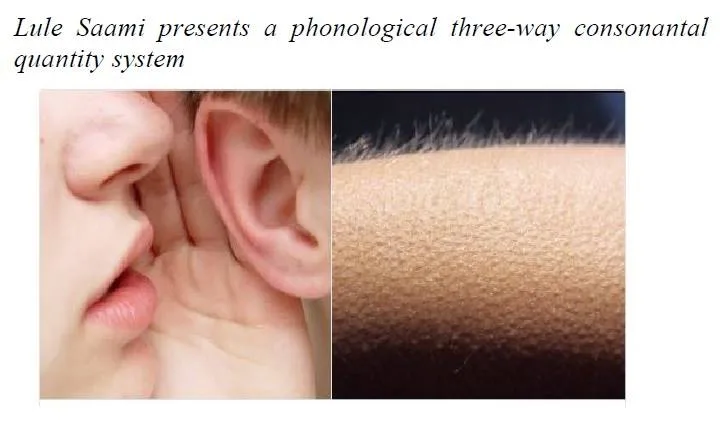 phonology meme