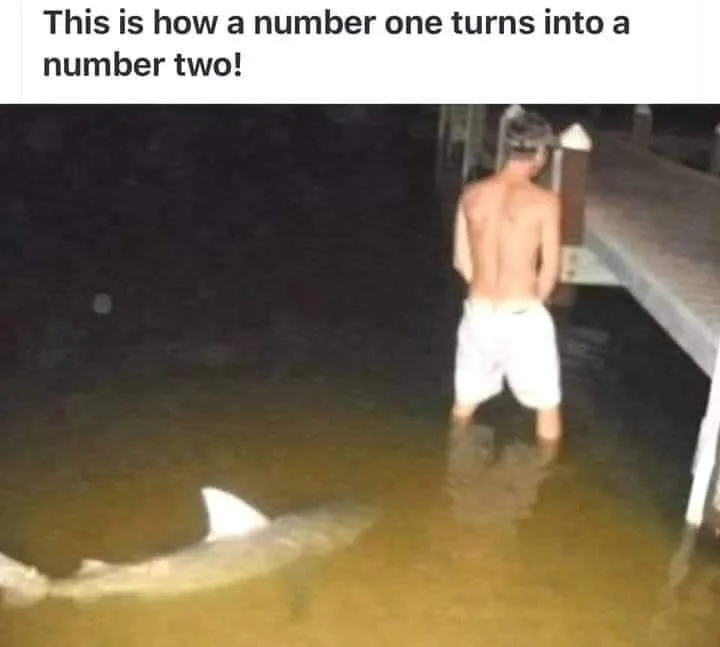 shark attack meme