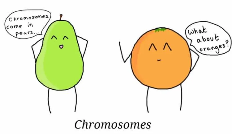 chromosome meme