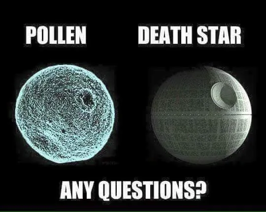 pollen meme