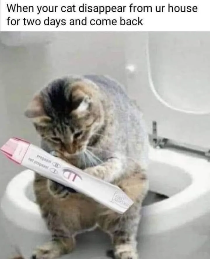 pregnancy meme