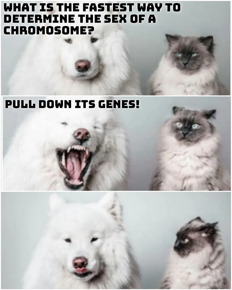 genetics meme