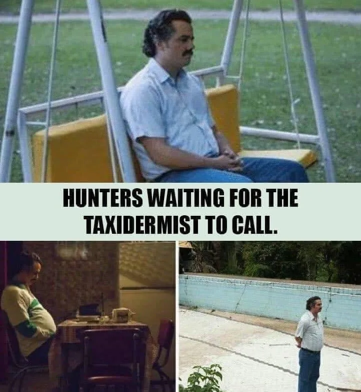 taxidermy meme