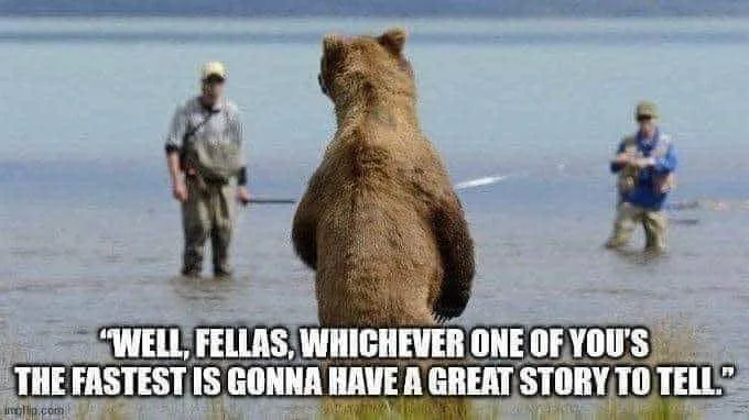 bear meme