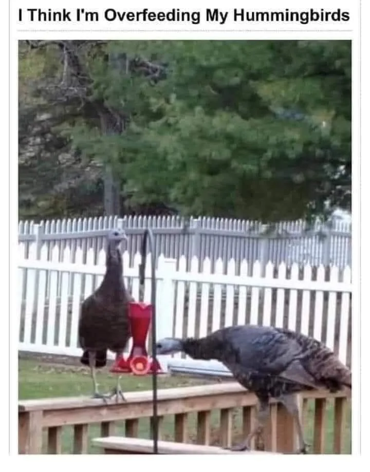 turkey meme
