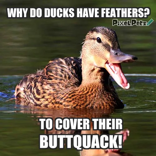 duck meme