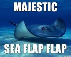 stingray meme