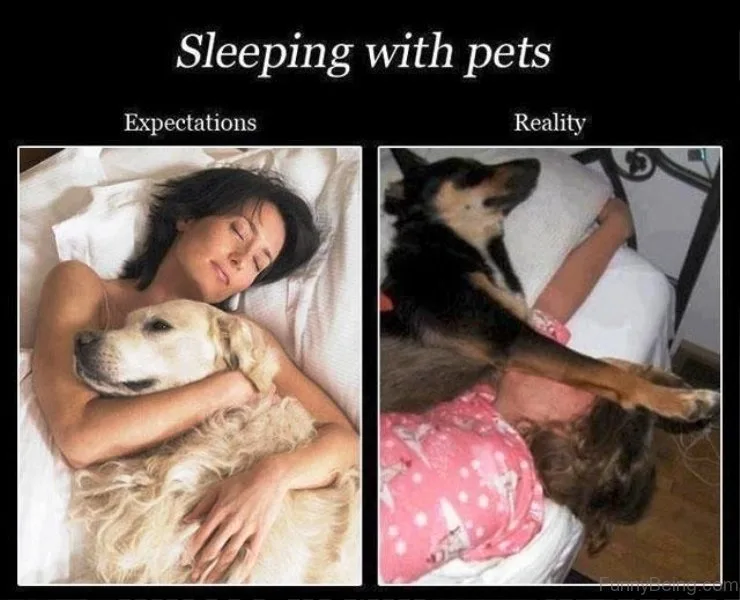 pet meme