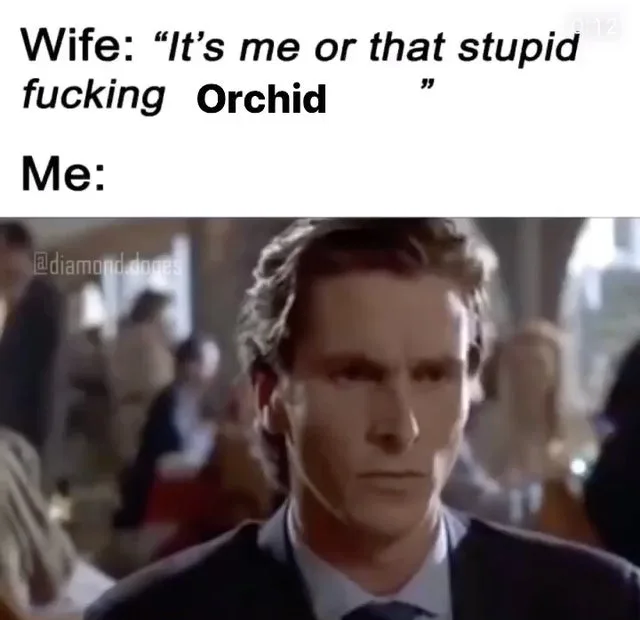 orchid meme