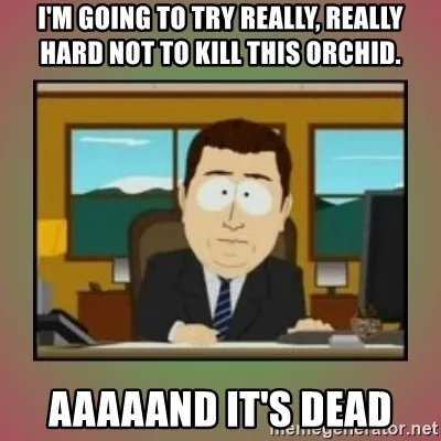orchid meme