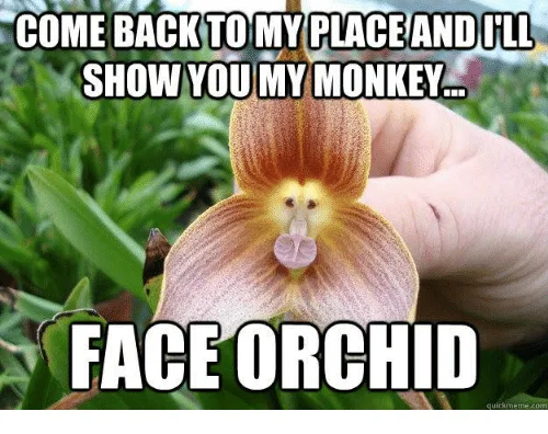orchid meme