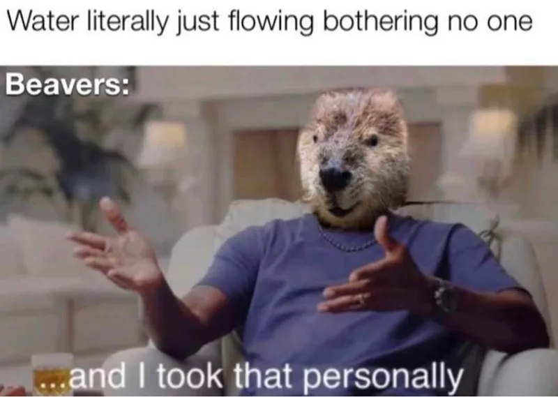 beaver meme