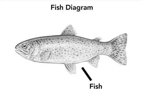 fish meme
