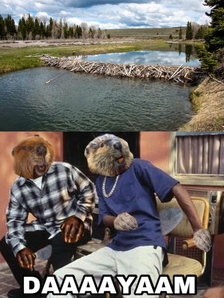 beaver meme