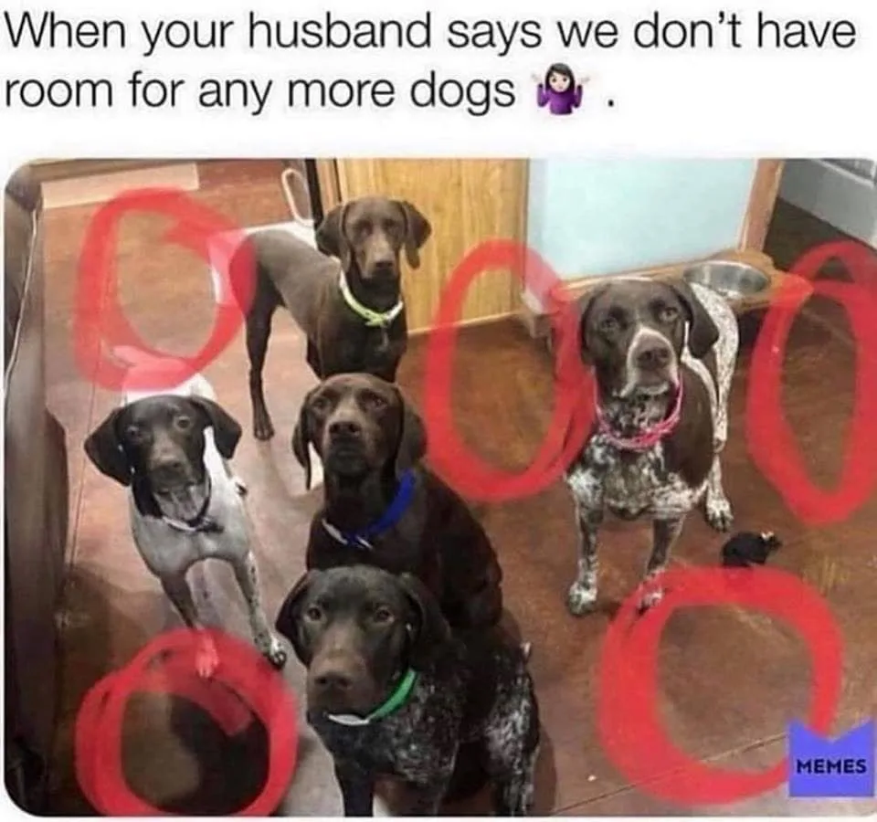 dog owner meme