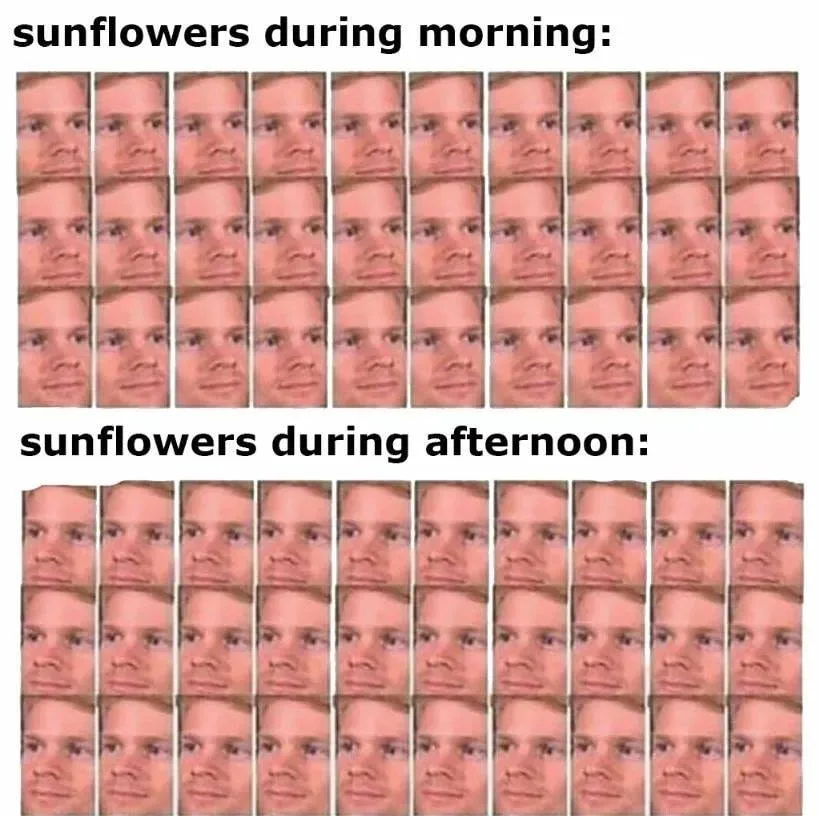 sunflower meme