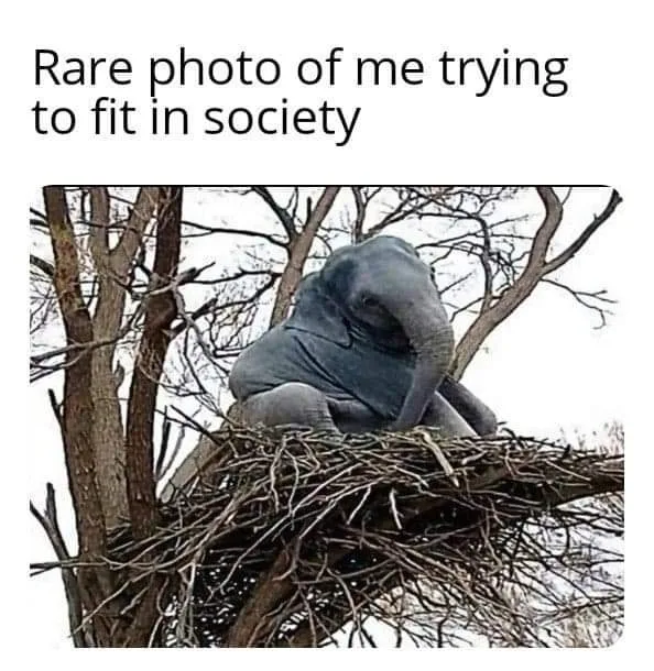 awkwardness meme