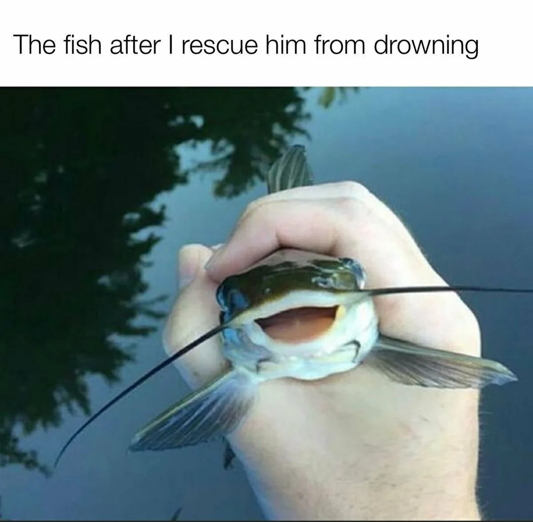 fish meme