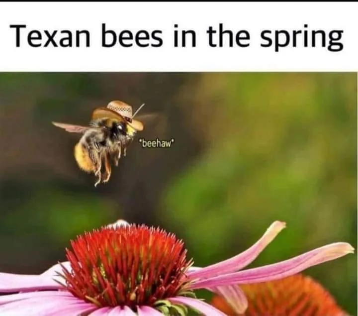 bee meme