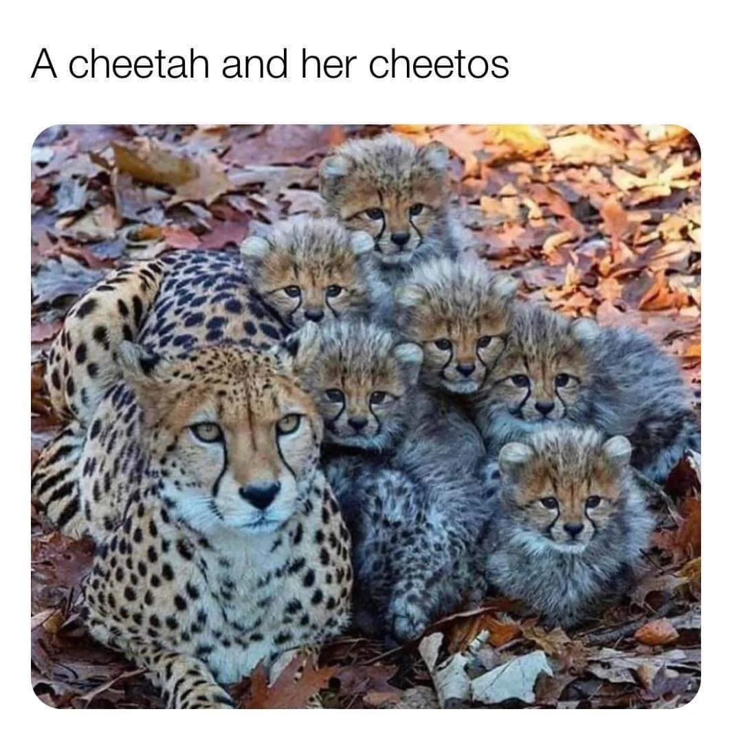 cheetah meme