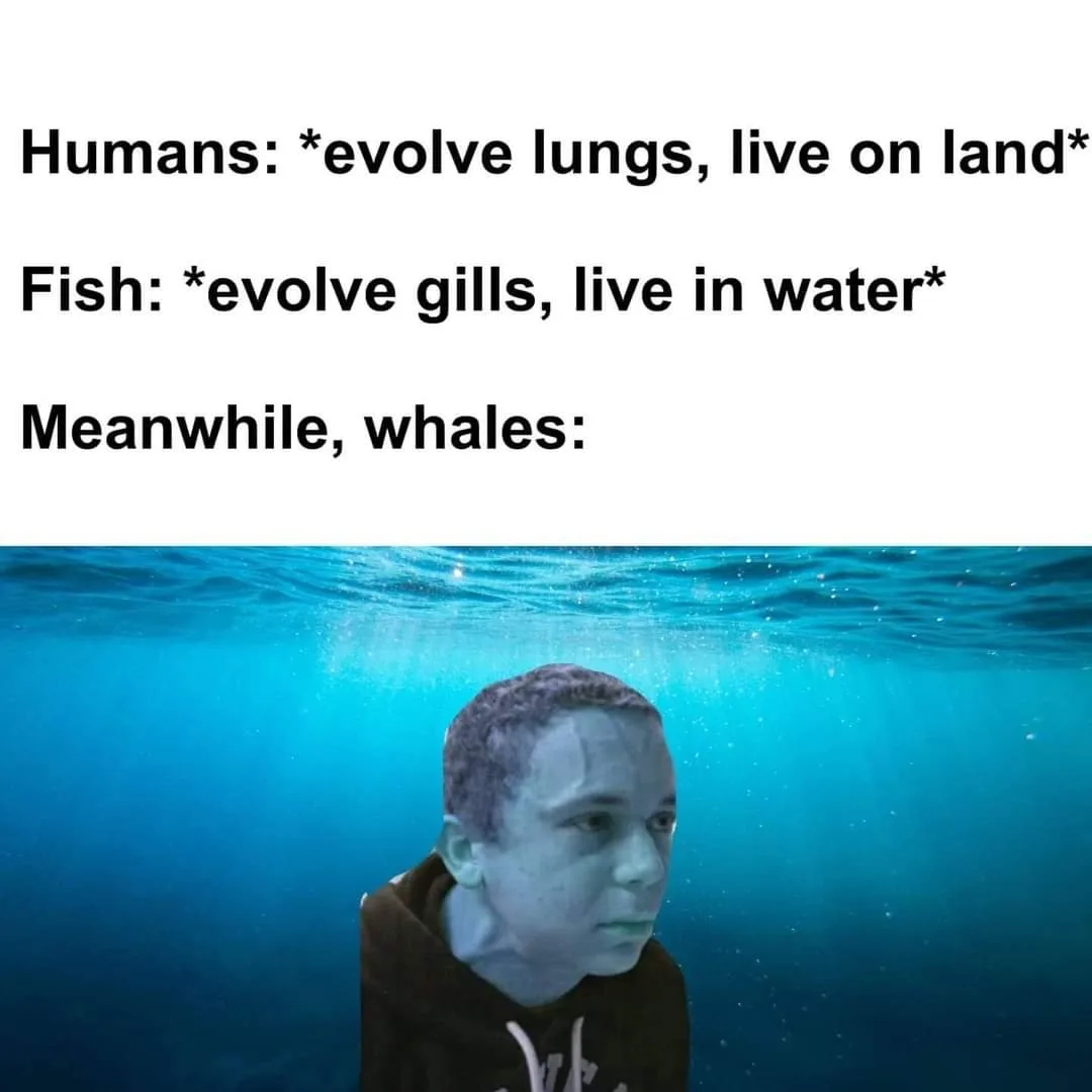 whale meme