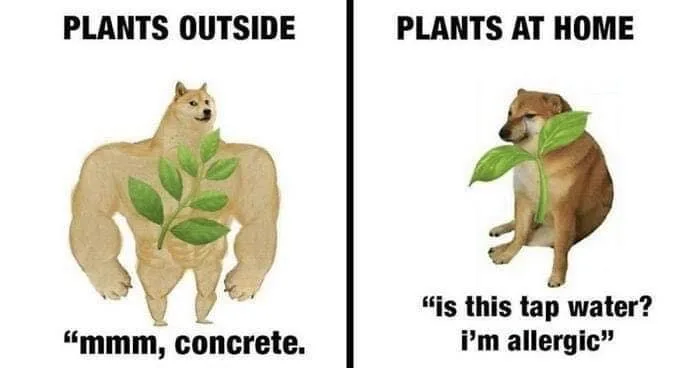 houseplant meme
