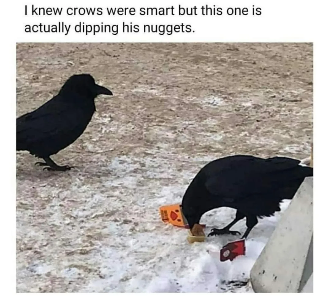 crow meme