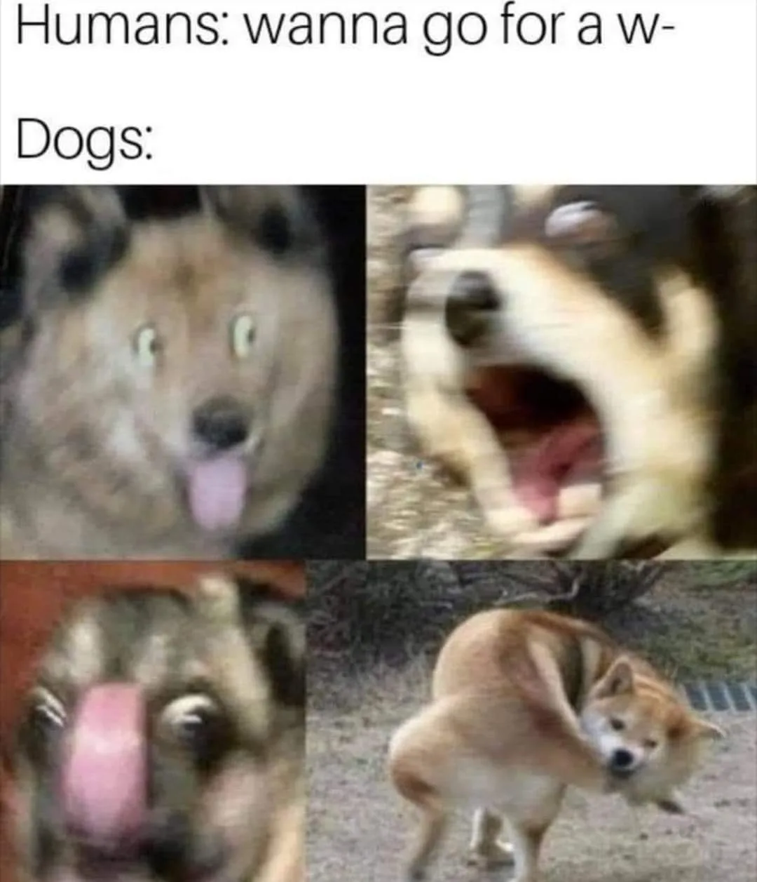 dog owner meme