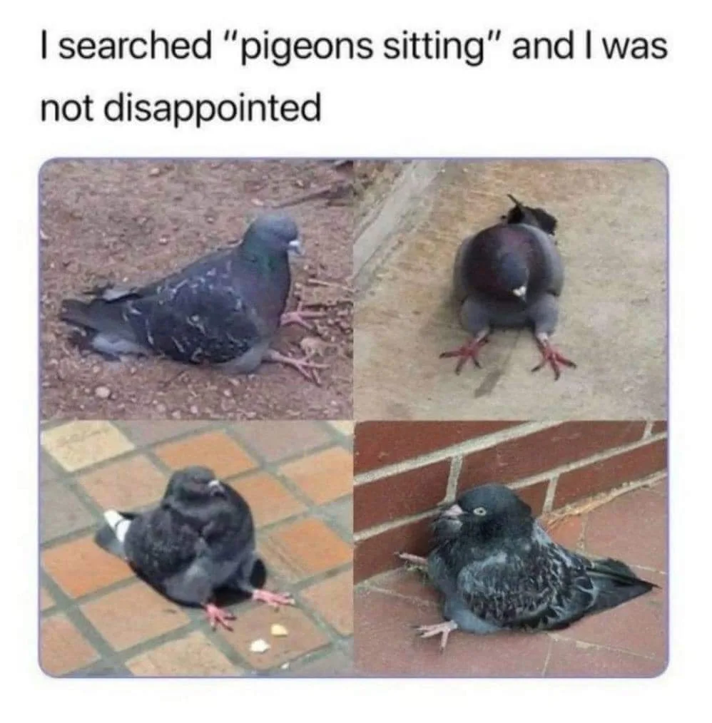 pigeon meme