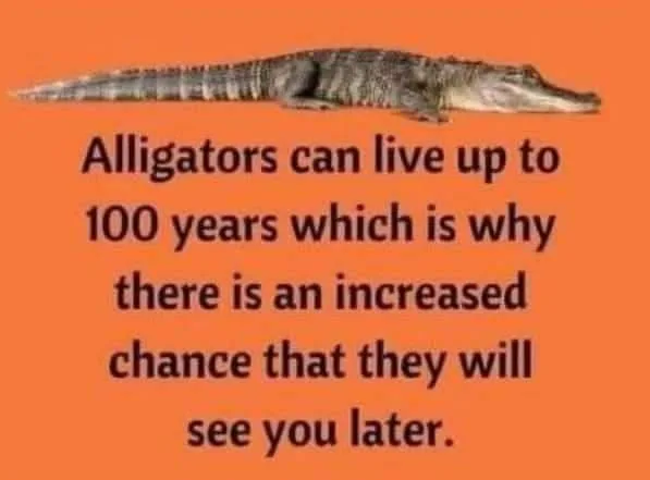 alligator meme