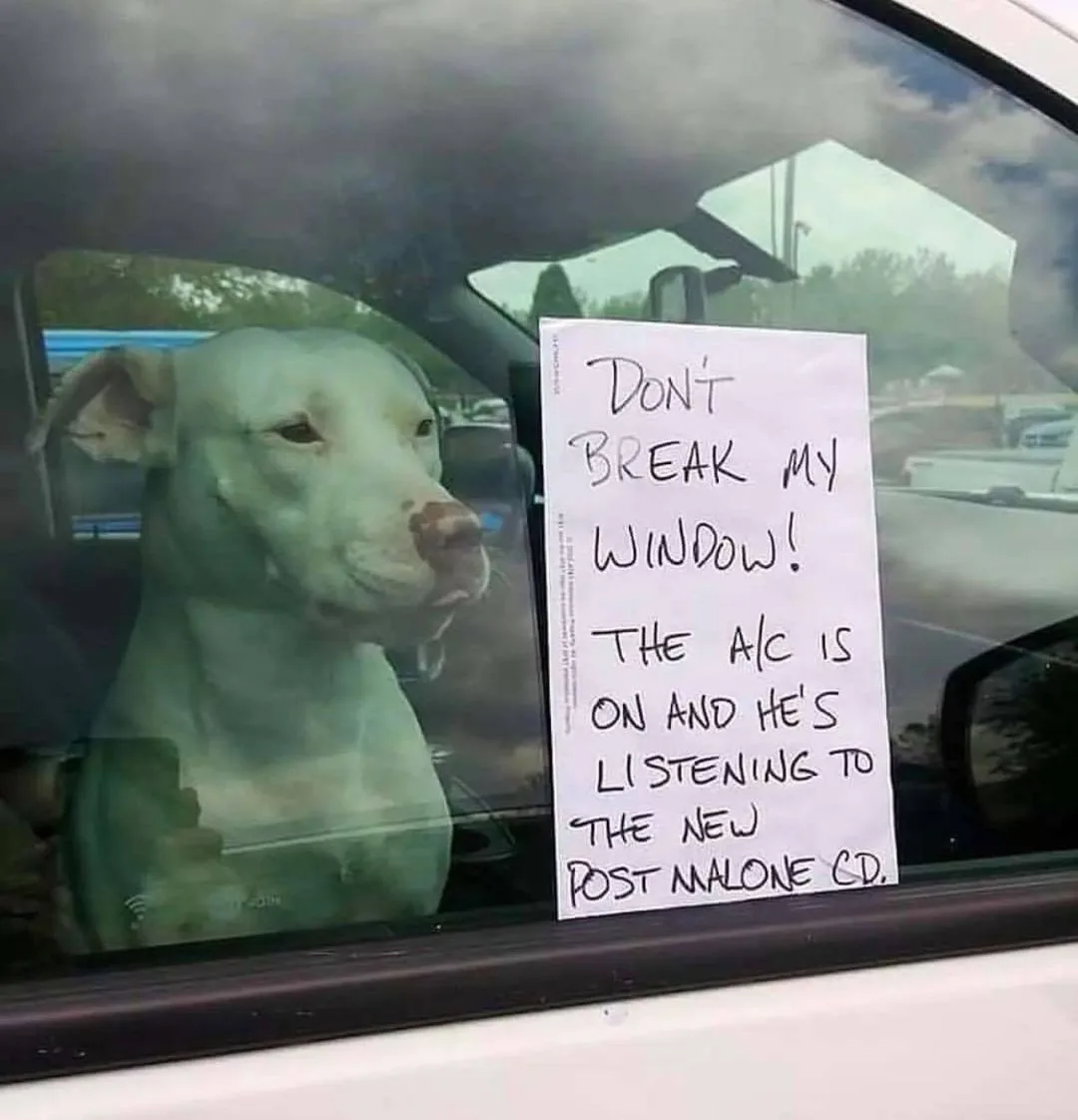dog owner meme