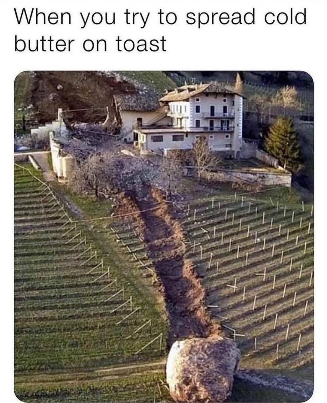 toast meme